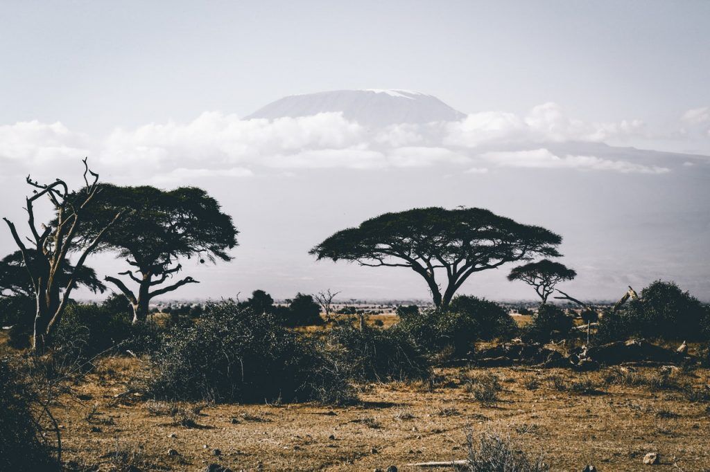 image illustrant un voyage safari en Namibie